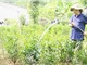  Phú Yên: Bảo tồn và phát triển giống chè Mã Dọ